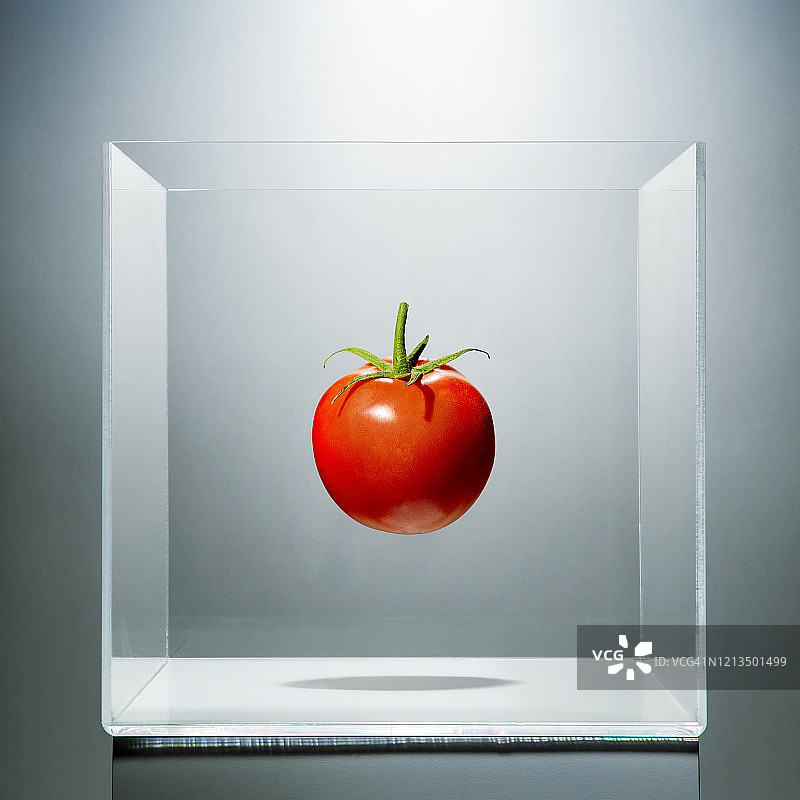 透明盒子里的番茄图片素材