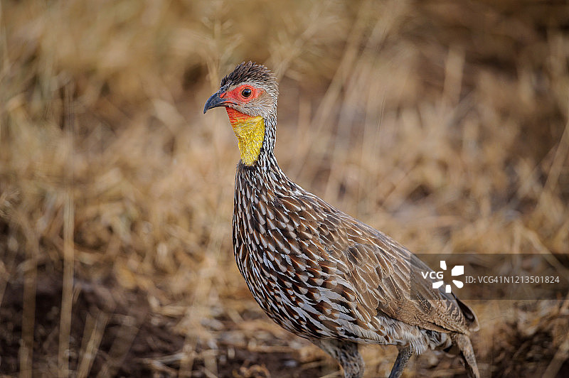 东非肯尼亚安博塞利国家公园的黄颈 spurfowl图片素材
