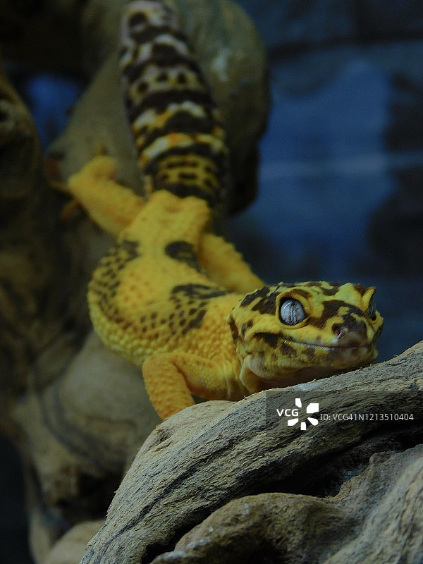 豹纹守宫图片素材