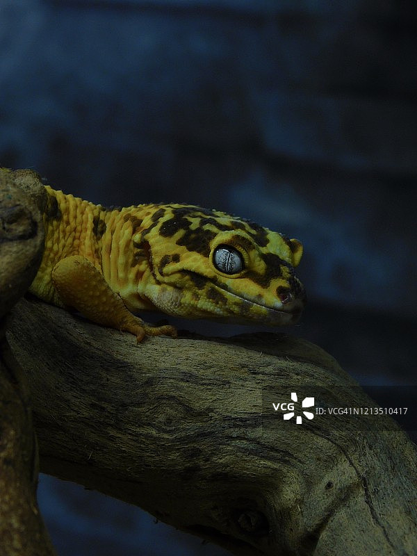 豹纹守宫图片素材