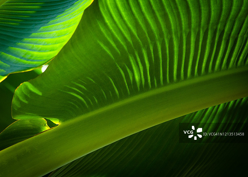 黄绿色香蕉叶特写镜头图片素材