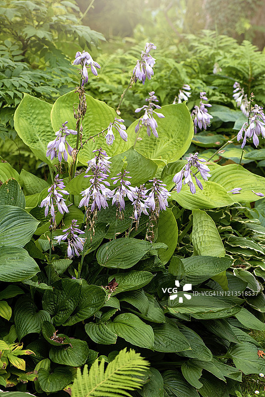 盛夏时节的紫Host花特写，又称 Plantain lily图片素材