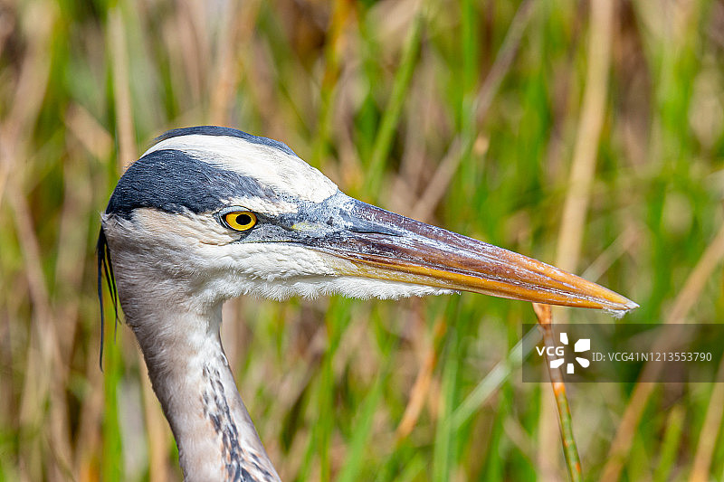 大蓝鹭图片素材
