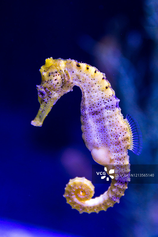在珊瑚礁中游泳的彩色荧光海马图片素材