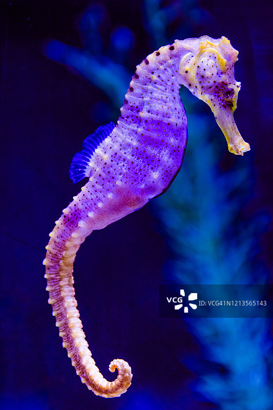 在珊瑚礁中游泳的彩色荧光海马图片素材