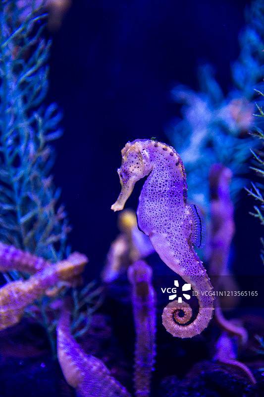 在珊瑚礁中游泳的彩色荧光海马图片素材