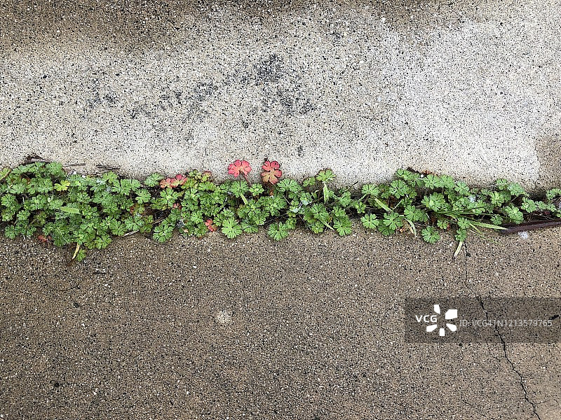 人行道裂缝中生长的绿色植物特写图片素材