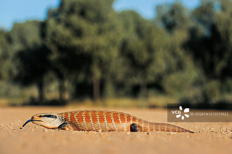 中部蓝舌蜥图片素材