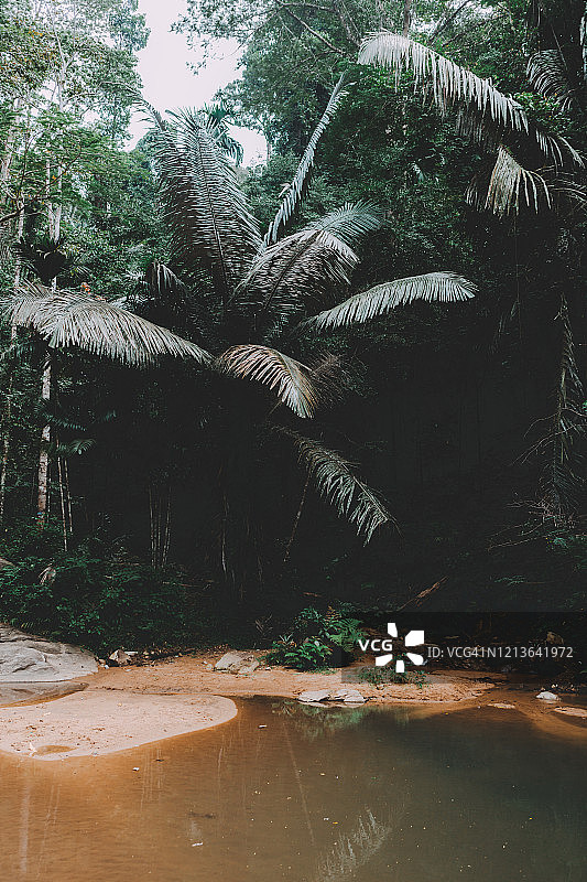 泰国普吉岛栲帕吊国家公园的通赛公园森林图片素材