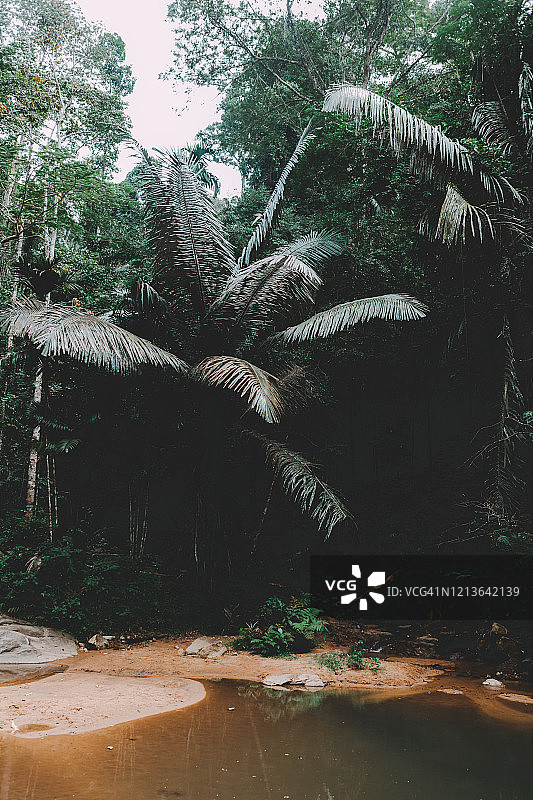 泰国普吉岛栲帕吊国家公园的通赛公园森林图片素材