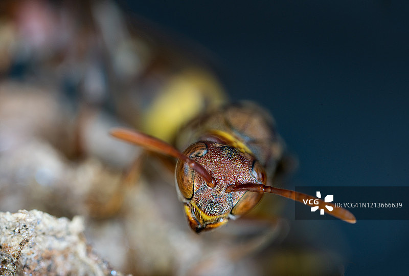 节肢动物（黄蜂）微距照片图片素材