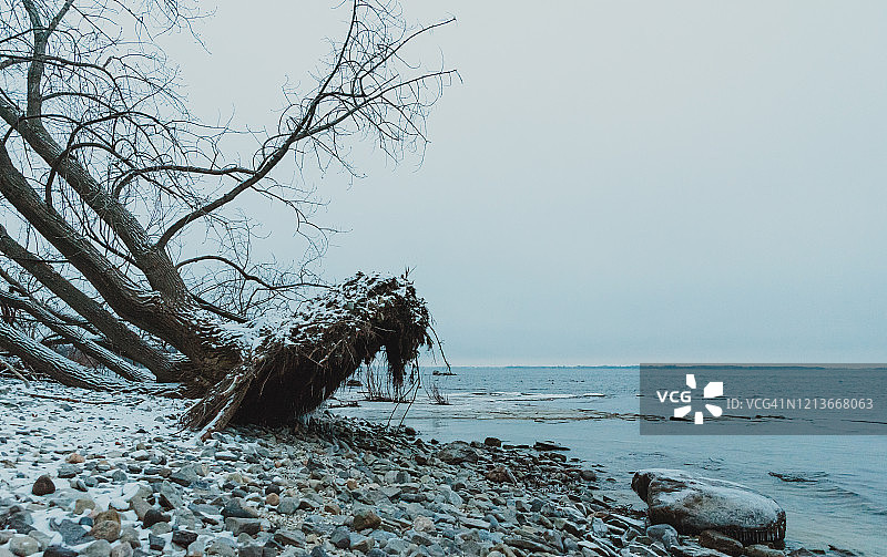 冬季岩石湖滩上被风暴连根拔起的大树图片素材