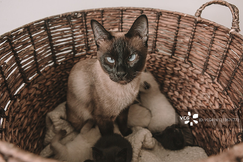 暹罗猫产下5只小猫，有白色和黑色图片素材