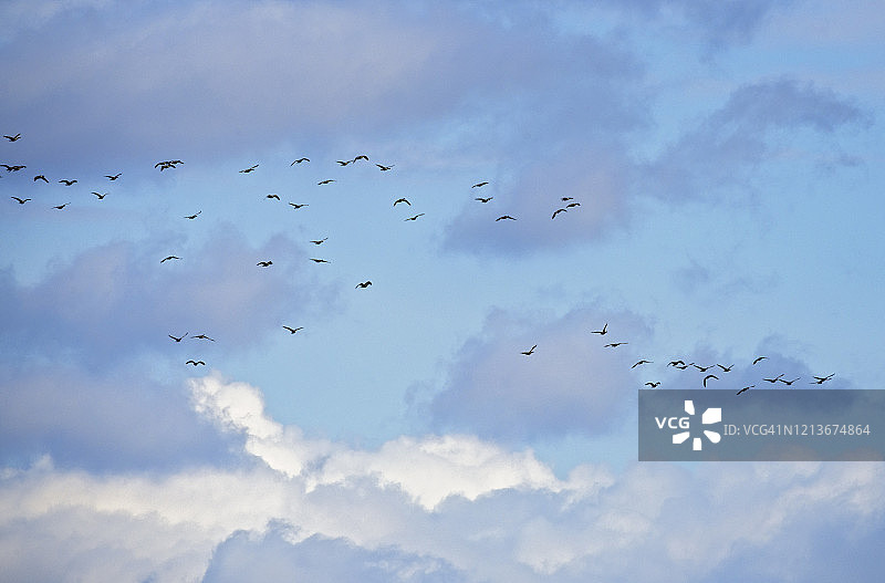 宾夕法尼亚州东南部的壮丽蓝天与云彩和飞鸟图片素材