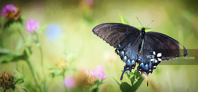 美丽的黑凤蝶，以绿色春天为背景图片素材