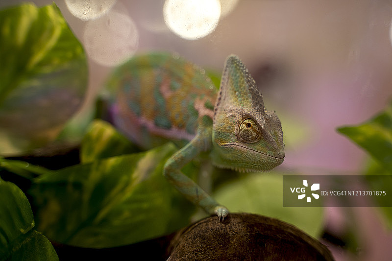 树上的变色龙图片素材