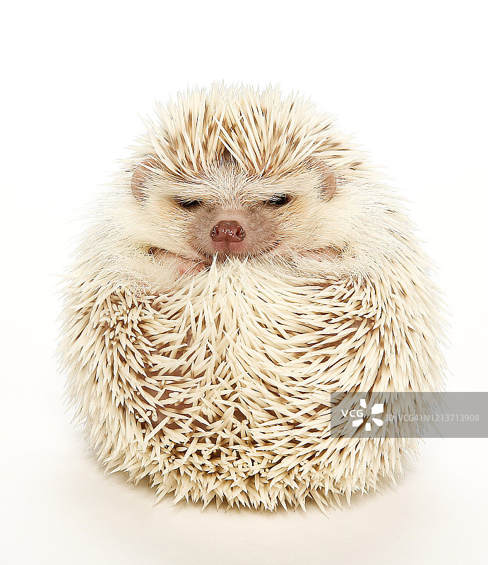 刺猬图片素材
