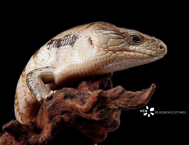 蓝舌石龙子图片素材