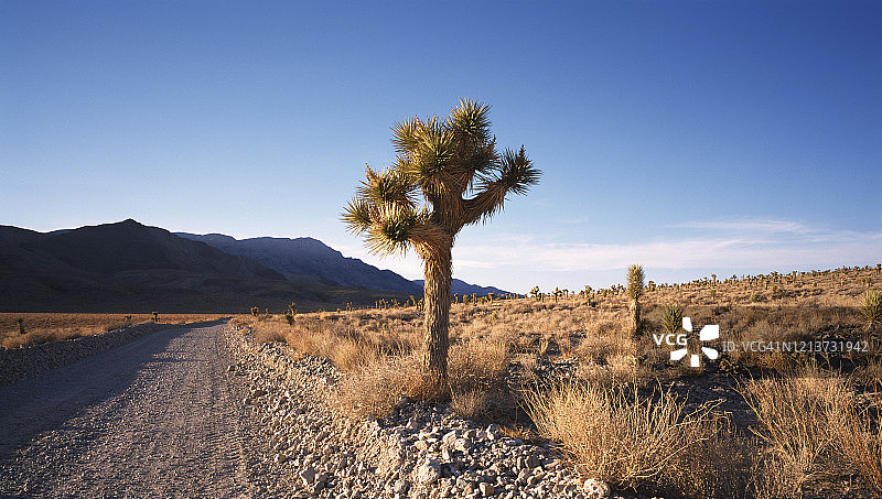 沙漠中的约书亚树图片素材