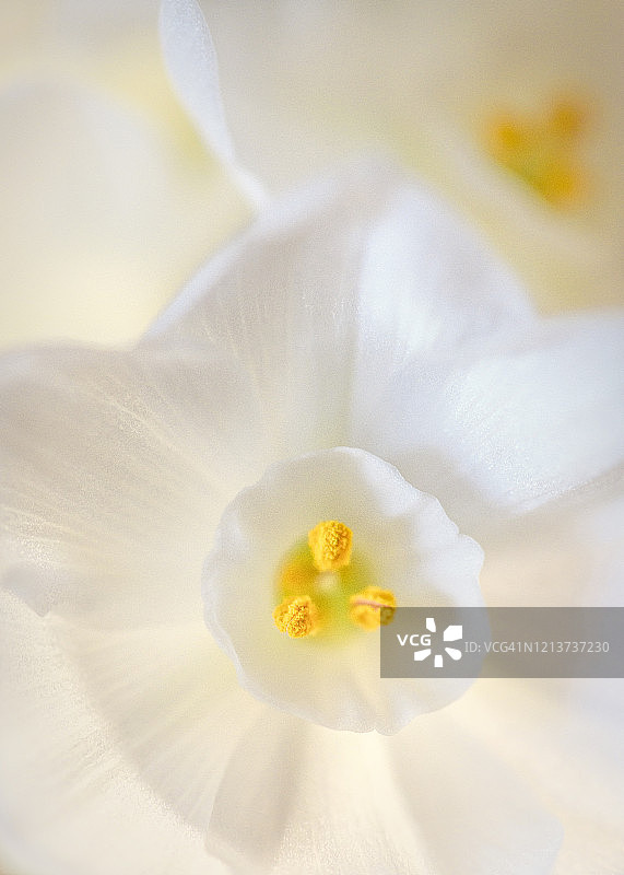 娇小迷人的水仙花盛开图片素材