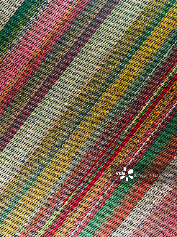 荷兰利瑟鲜艳郁金香花田俯拍图片素材