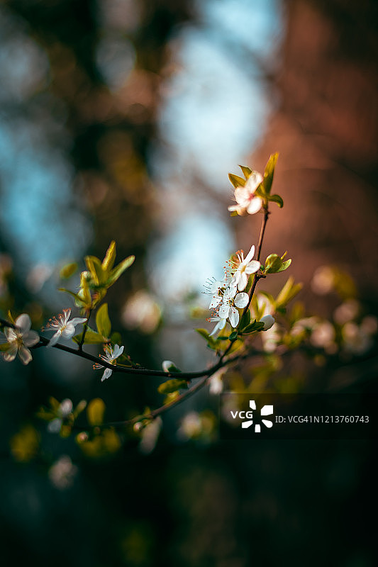 盛开的树枝特写，德国图片素材