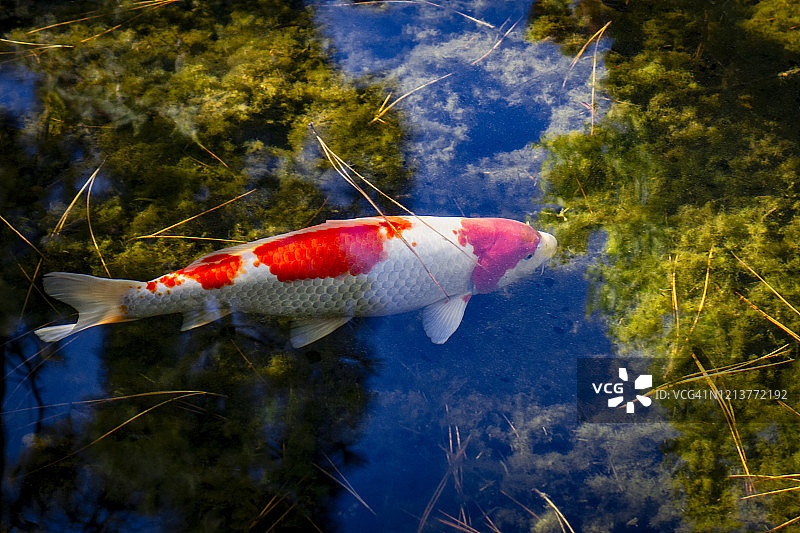 池塘里的锦鲤图片素材