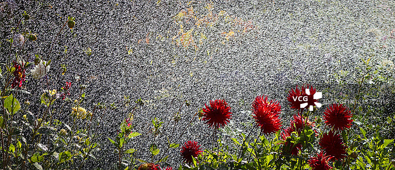 春天里给花浇水图片素材