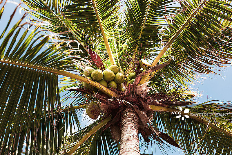 棕榈树和椰子图片素材