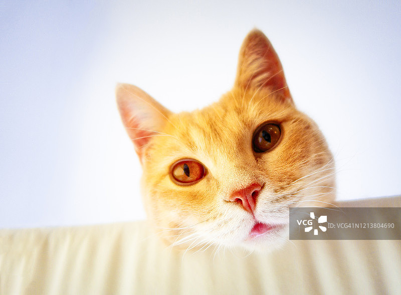 可爱的小猫特写图片素材