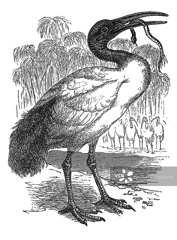 朱鹭鸟类学古老雕刻插图图片素材