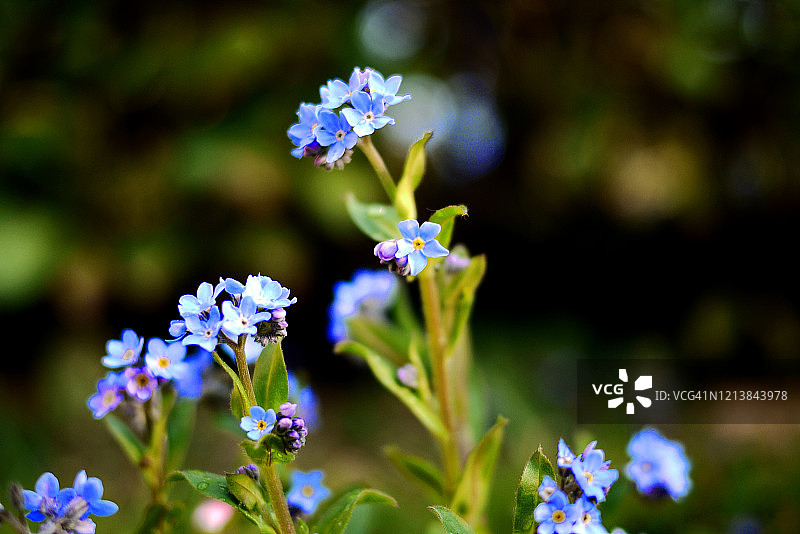 勿忘我花朵的深色背景特写图片素材