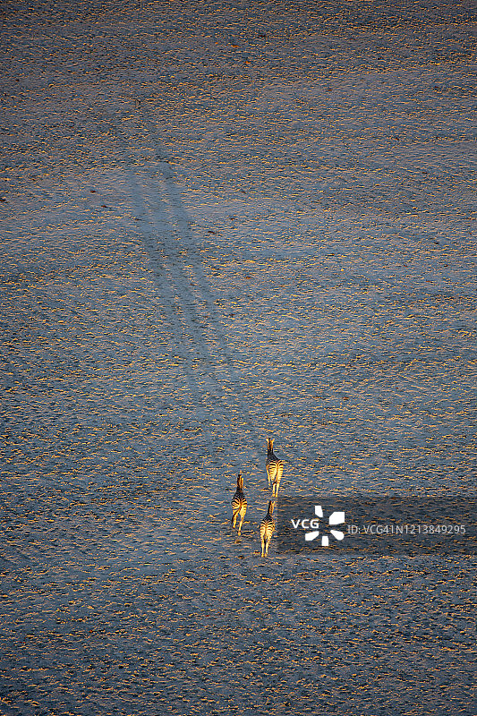 博茨瓦纳马卡迪卡迪盐沼国家公园迁徙的布氏斑马鸟瞰后视图图片素材