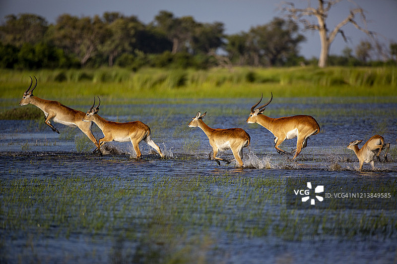 博茨瓦纳奥卡万戈三角洲的一小群赤列奇羚图片素材
