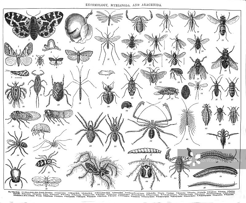 昆虫学、多足纲、蛛形纲古老雕刻插图图片素材