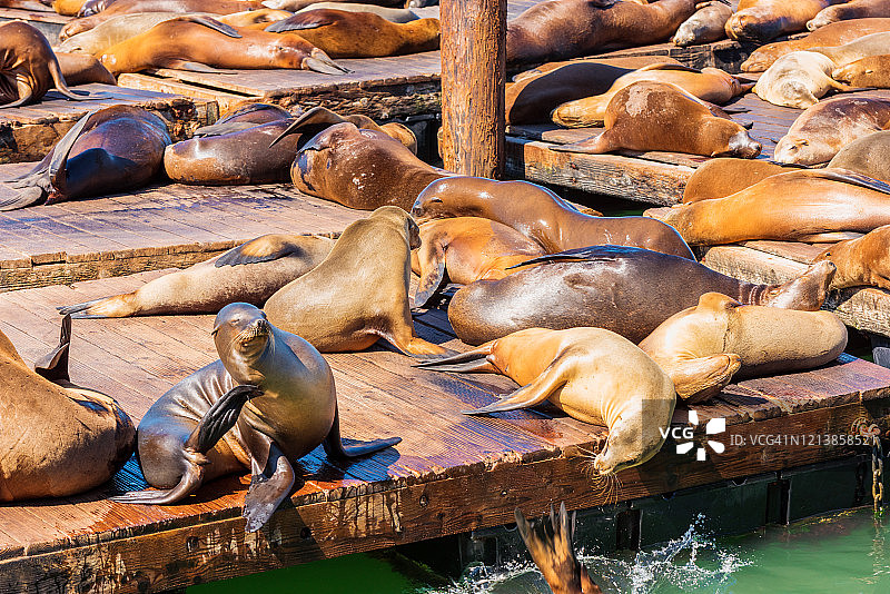 美国旧金山39号码头晒太阳的海狮图片素材