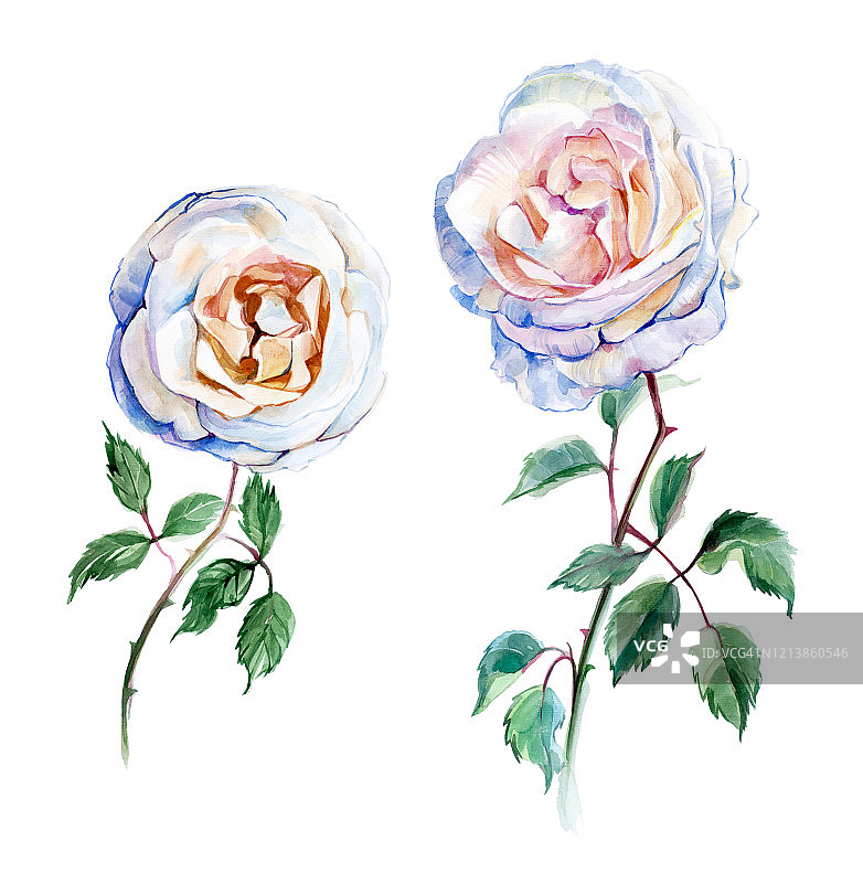 水彩白色玫瑰：两朵花，传统绘画图片素材