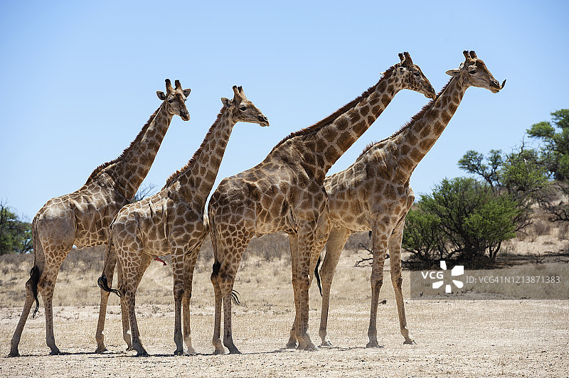 四只长颈鹿，位于南非跨国公园图片素材