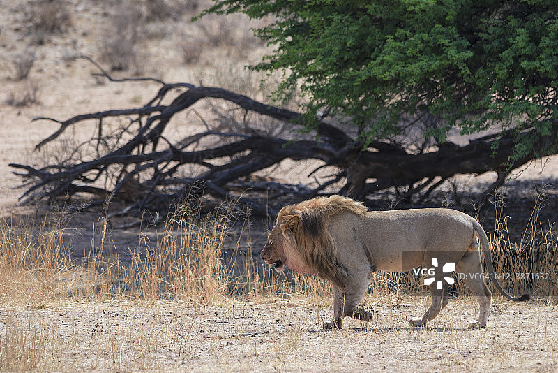 南非卡拉哈迪跨国公园内行走的卡拉哈里狮子图片素材