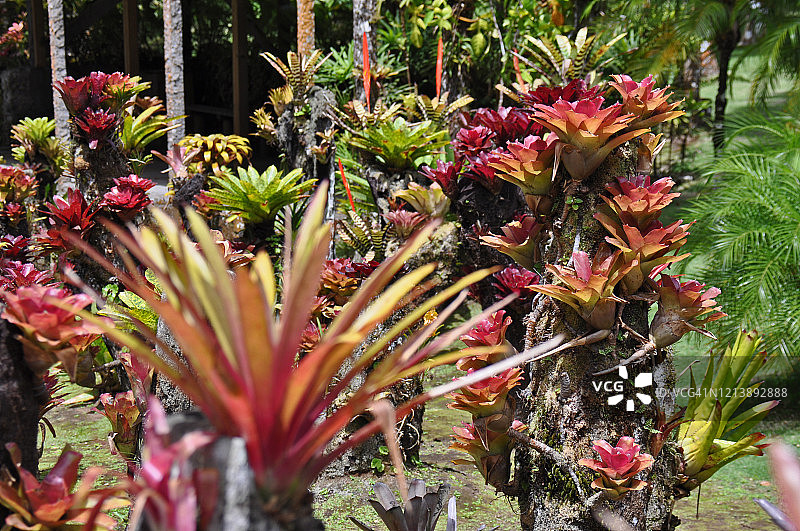 凤梨科植物图片素材