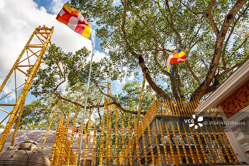 斯里兰卡阿努拉德普勒古城中，世界上已知种植日期最古老的人工种植树：菩提伽耶圣树图片素材