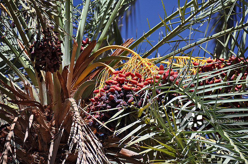 枣椰果图片素材