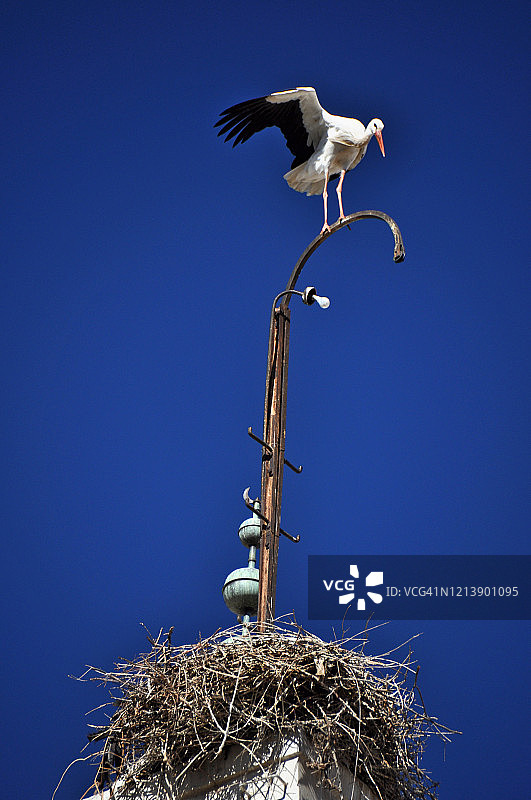 塞夫鲁鹳图片素材