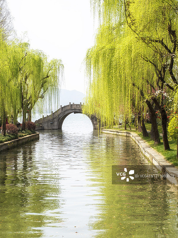 中国杭州西湖边的柳树图片素材