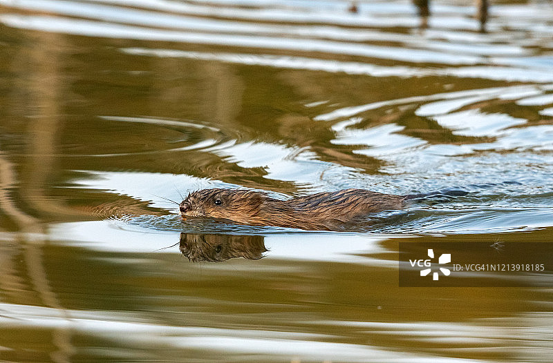 游泳麝鼠图片素材