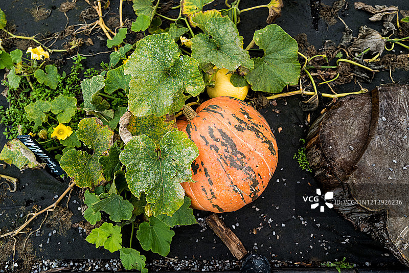 地面上的南瓜照片图片素材