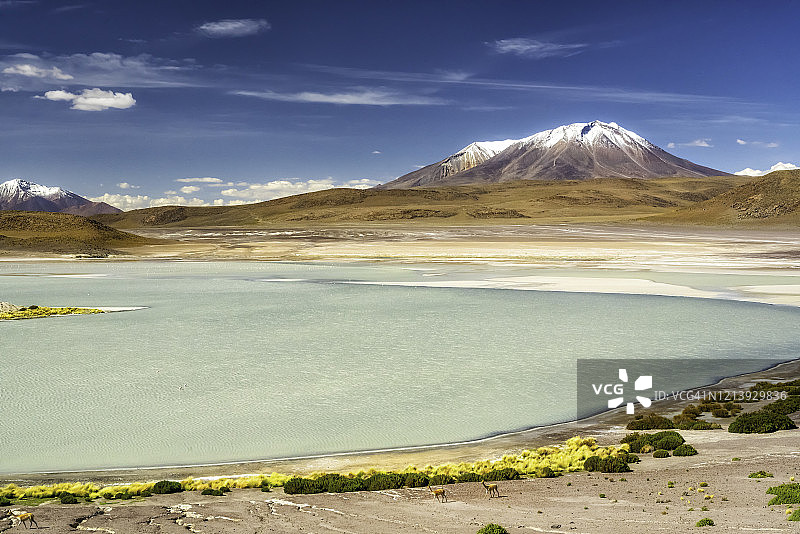 玻利维亚高原泻湖，背景是骆马和小红鹳和雪山图片素材