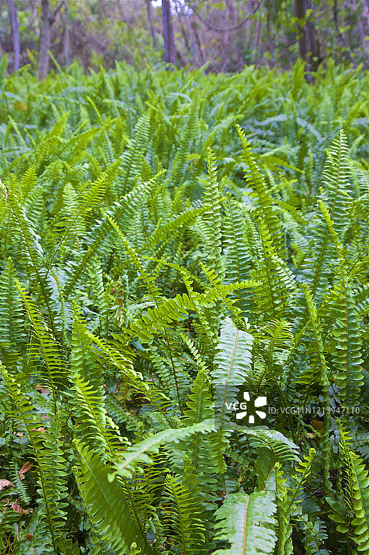 迪尔菲尔德海滩公园的斑驳阳光下的蕨类植物图片素材