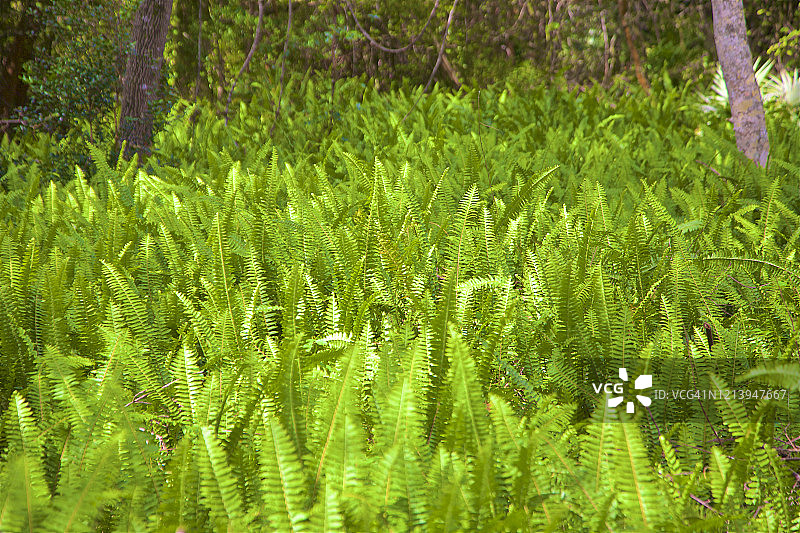 迪尔菲尔德海滩公园的斑驳阳光下的蕨类植物图片素材