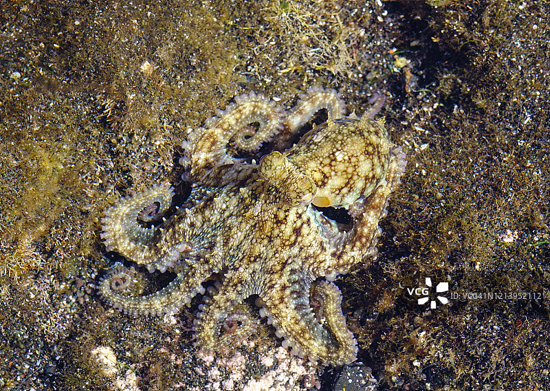 西班牙浅水区的普通章鱼图片素材